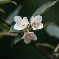 pablomontoya