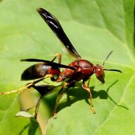 BIGDiKusMetricus