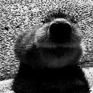 Bleh