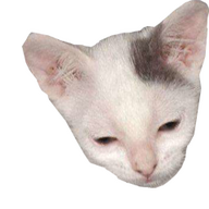brmayer