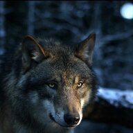 wolfcm