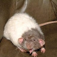 angryrat420