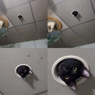 BunnySatanic