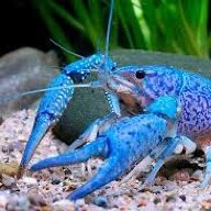 Crayfish