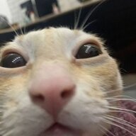 Felixartiem