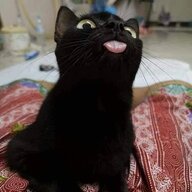 Blackcat1722