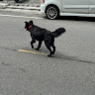 sayane