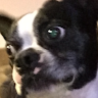 tdog8083