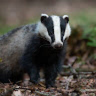Badgerbite