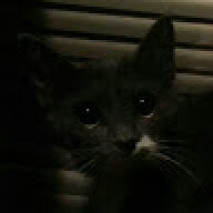 AngryKitten