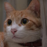Catte