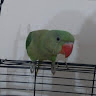 qnefret