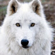 BaltoWhiteFang