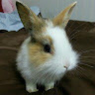 RabbitKim