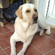 alucardog