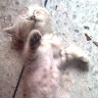 Selju