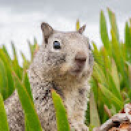 rmgodufma
