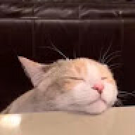ChillingCat