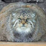 coolcatz