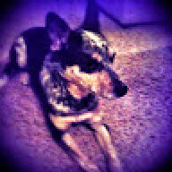 coopdognky