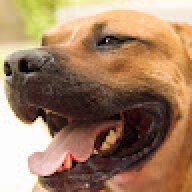 Skecchi