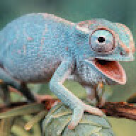 lizzardd