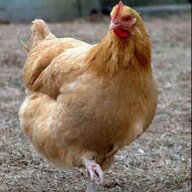 Chickens