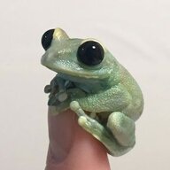 PhrogGreen