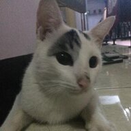 Cimeng