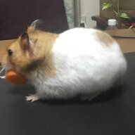 おーつ