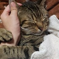もやじ