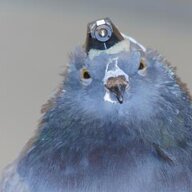 ShiftyyPigeon