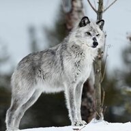 Silver Fenrir