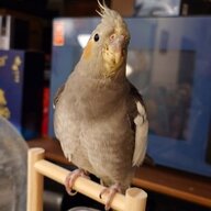 robinwillfly