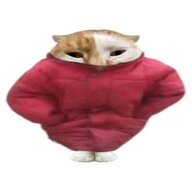 CCcat