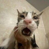 gingscrungie
