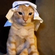 neko511