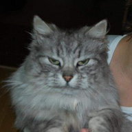kiffy