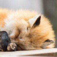foxAlice