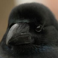 カラス
