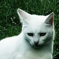 Lori