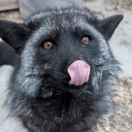Vixem