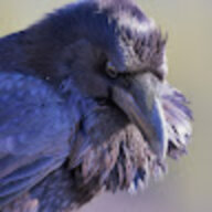 Raven-T