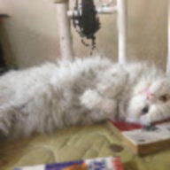 drydream