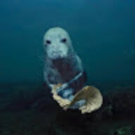ThesillySeal