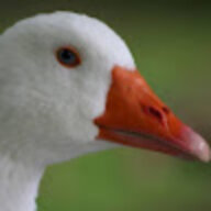 Zaphire
