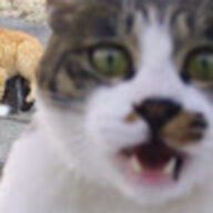 565656