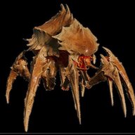 potatobug