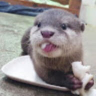 OtterMika