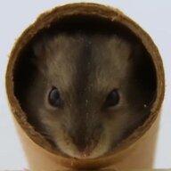 hamstermilk